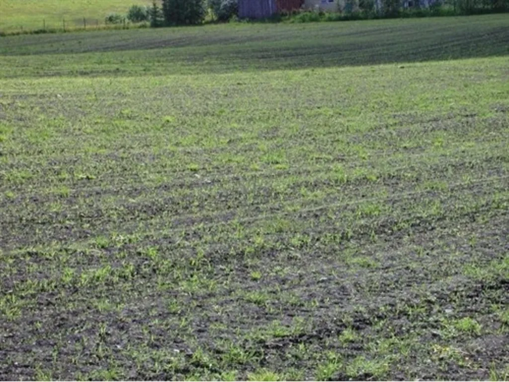 Nyspira gjenlegg med noe oppslag av tidligere grasvekst. Foto: Ragnhild Renna