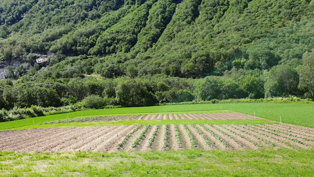 VIDEO: Trykk på bildet og se video fre prosjektet med resultater. Bilde fra forsøksfelt i Sunndal i Møre og Romsdal