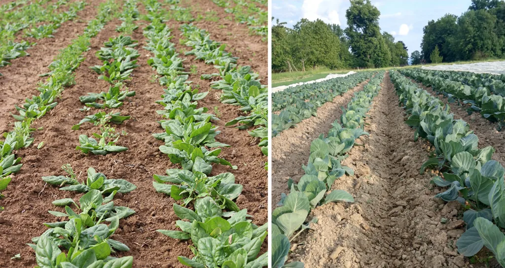 Til venstre: Feltforsøk med spinat og utprøving av åtte ulike typer gjødsel. Til høyre: Tidlig hodekål gjødslet med ensilert kløver (til venstre) og hornmel (til høyre). Foto: Carolin Weiler