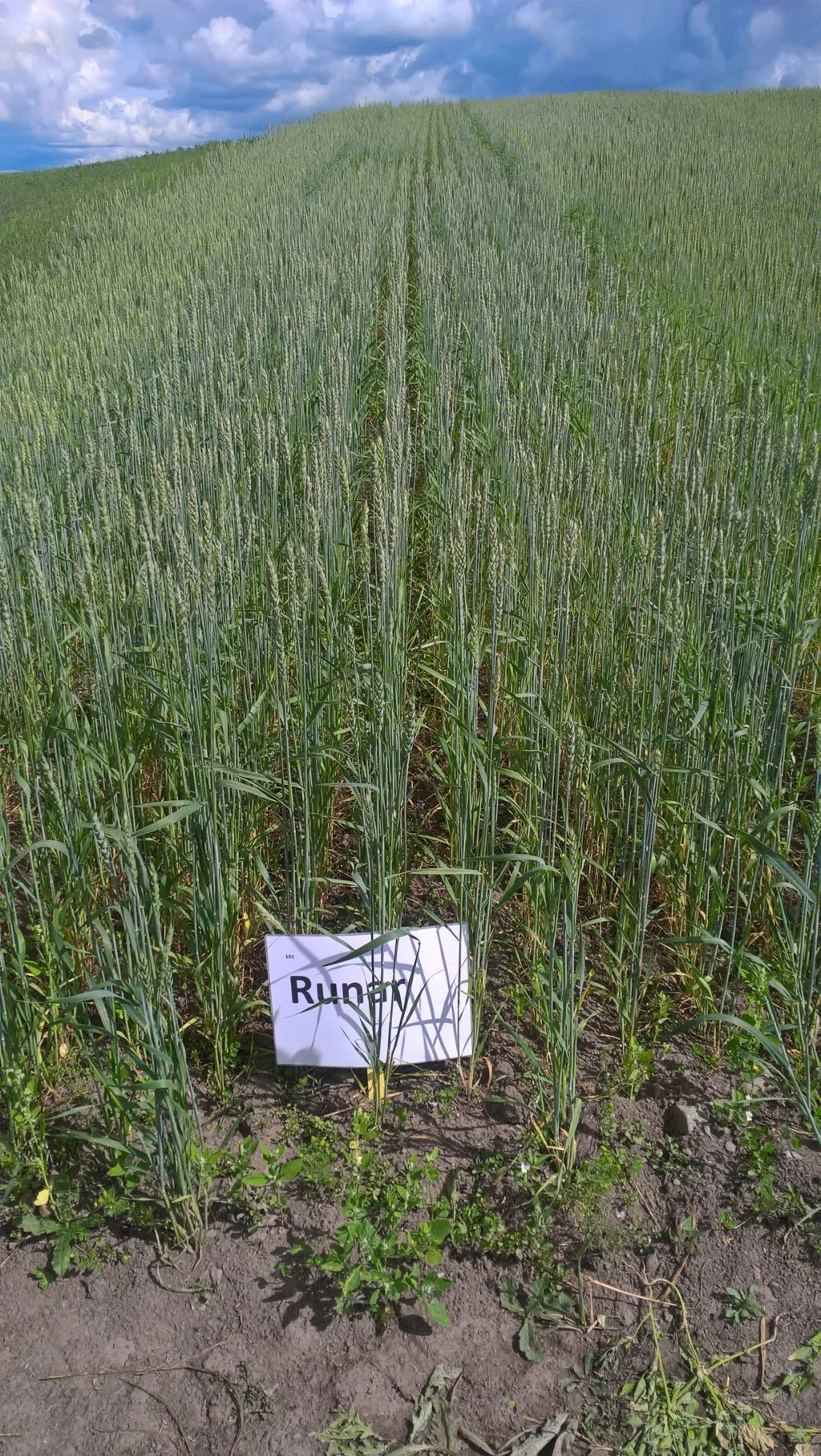 Vårhvetesorten Runar er aktuell som bevaringsverdig sort. Den ble foredlet fram i 1972 av Norges Landbrukshøgskole (nå NMBU) på Ås. Foto: Randi B. Frøseth
