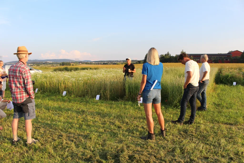 Hveteforedler Jon Arne Dieseth i Graminor forteller om de ulike kornsortene på demonstrasjonsfeltet til Norsk Bruksgenbank på Hellerud. Foto: Randi B. Frøseth
