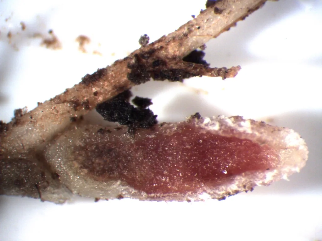 Heftet «Biologisk nitrogenbinding – belgvekster som kilde til nitrogen» beskriver belgvekstenes unike evne til å omdanne luftas nitrogen til plantenæring, men også det store nitrogenkretsløpet, hvor belgvekstene er en viktig og nødvendig del.