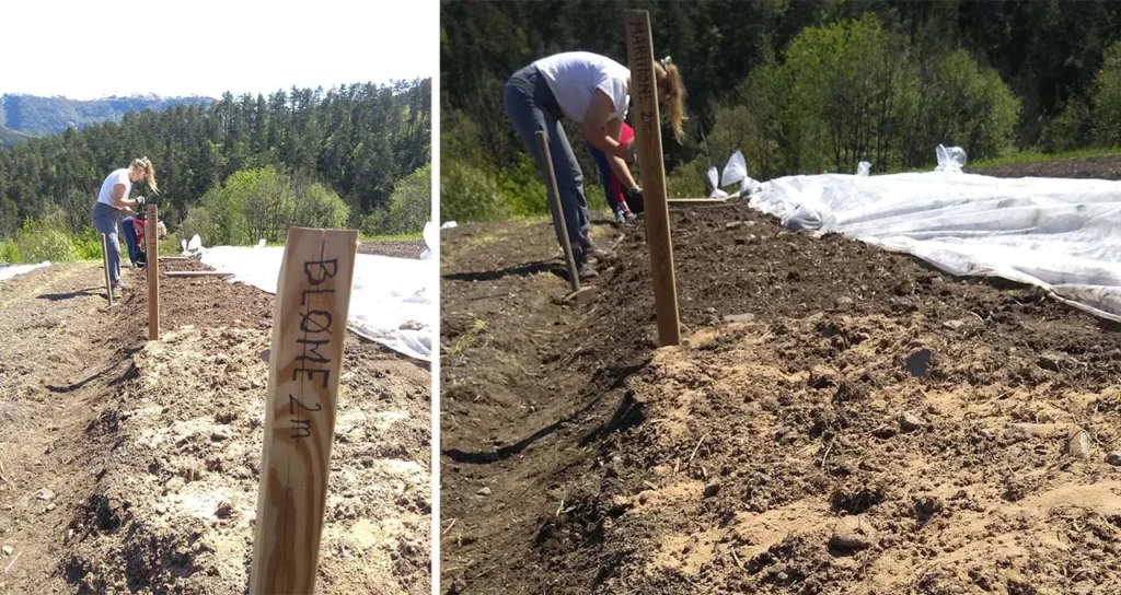 BLØME: Fra forsøksfelt med gjødselproduktet Bløme