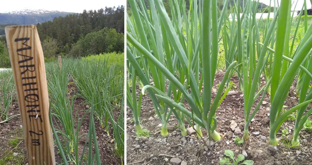 KONTROLLGJØDSEL: Felt der det dyrkes løk med gjødseltypen Marihøne.