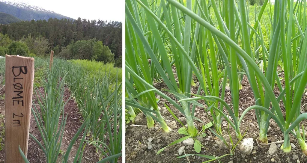 BLØME: Fra vekstforsøk der det ble dyrket løk med gjødsel av insektmøkk, kalt Bløme.