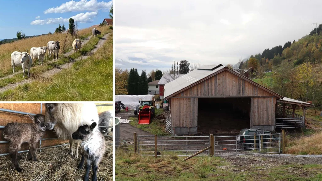 DET GODE LIV FOR DYRA: Grasfôra dyr med løsdrift og aktiv bruk av utmark er viktige faktorer for god dyrevelferd på Sjurstua.