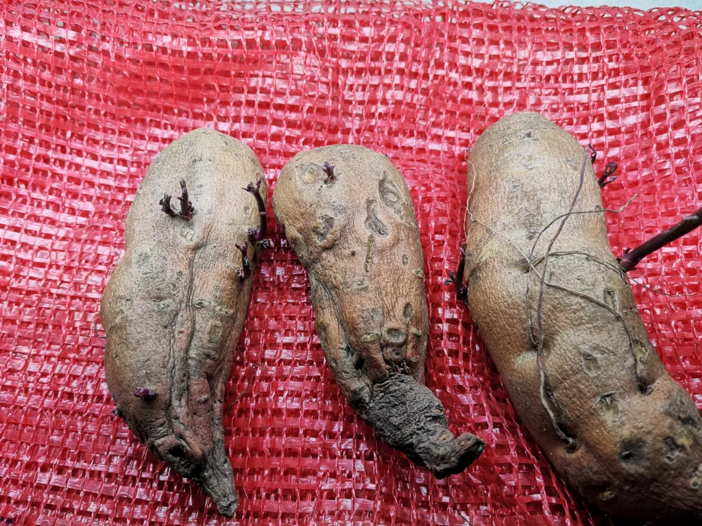 Stiklinger, også kalt slips, produseres ved at morknoller varmes opp ved gode lysforhold. Foto: Susanne Friis Pedersen