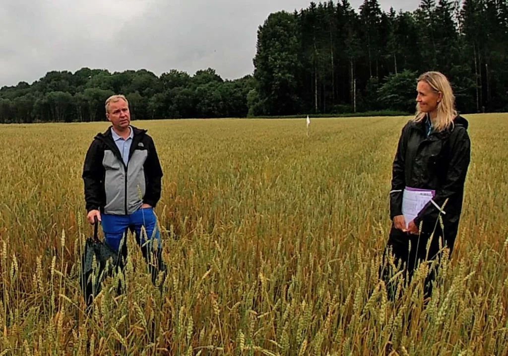 Gårdbruker Bjørnar Langklep er godt fornøyd med rådgivninga fra Silja Valand i NLR Viken når han skal dyrke vårhvete og åkerbønner økologisk. Foto: Anne-Kristin Løes