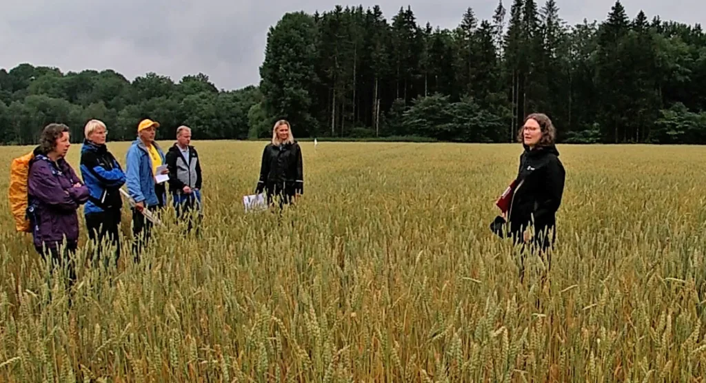 Prosjektleder Randi Frøseth (NIBIO) var stolt over flotte forsøksfelt i økologisk vårhvete i Undrumsdal i Vestfold. Randi Frøseth til høyre i bildet. Foto: Anne-Kristin Løes