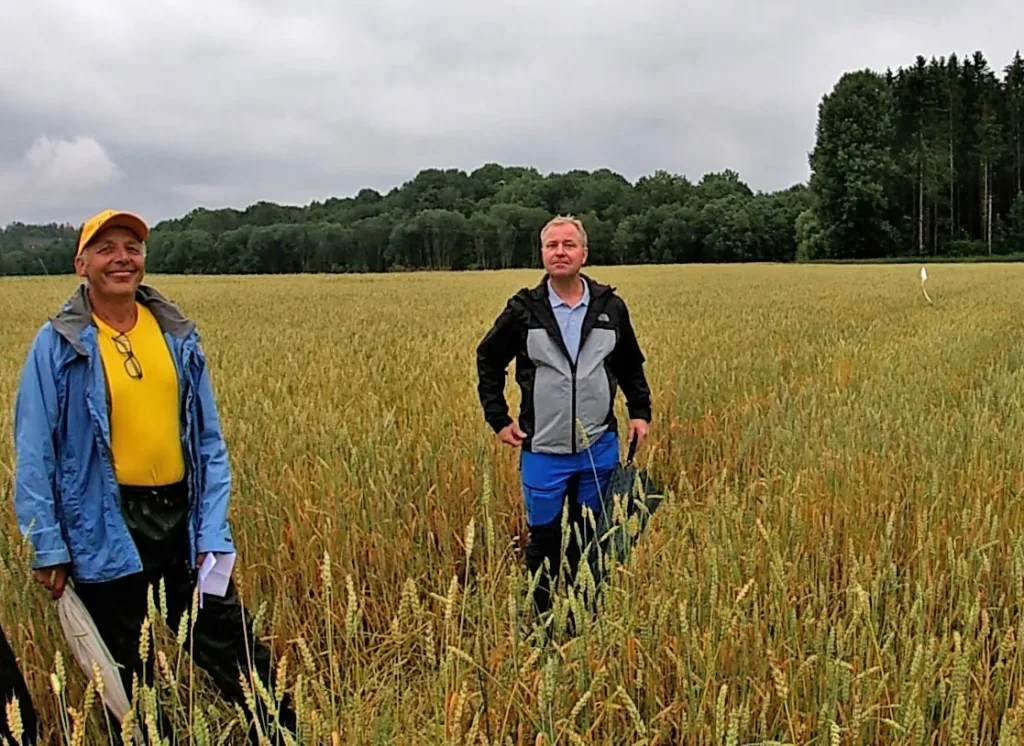 Metoden for utvalg av såkorn påvirker neste års resultat, kan Jon Arne Dieseth konstatere. Dieseth til venstre i bildet. Foto: Anne-Kristin Løes