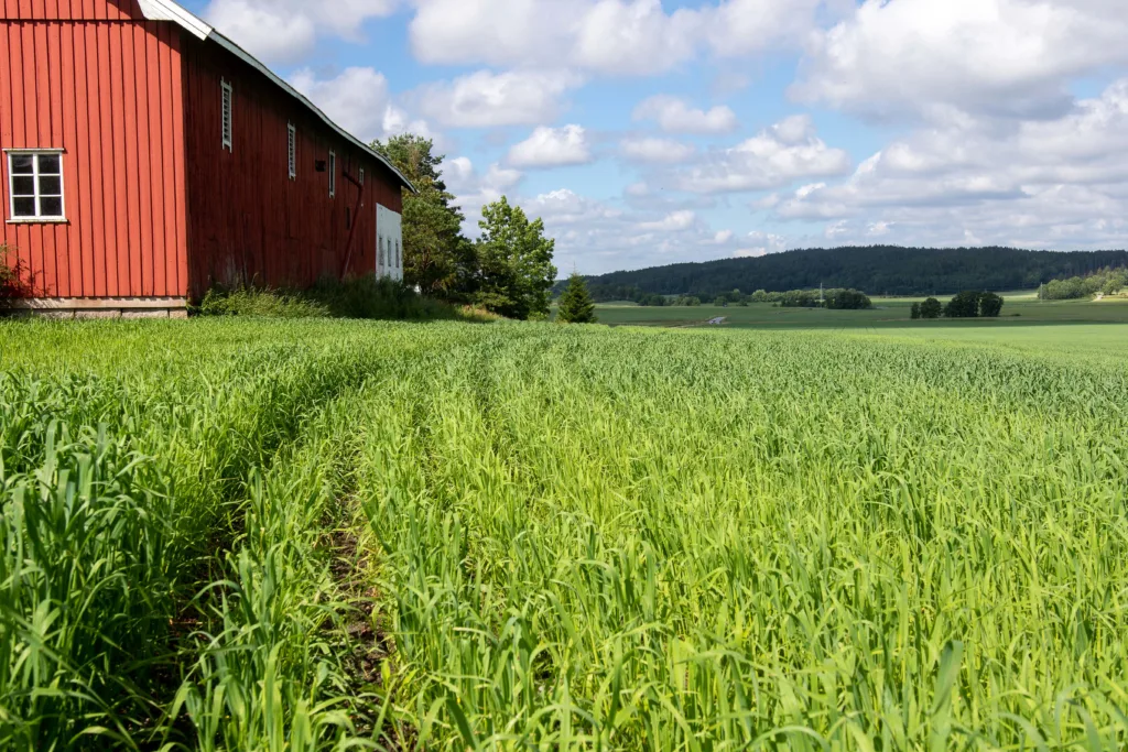 GOD ETABLERING VIKTIG: Sørli har erfart at god etablering om våren er det beste middelet mot ugras i økologisk korndyrking.