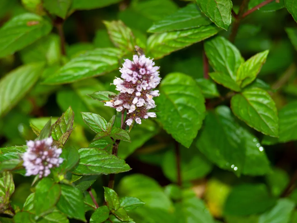 Peppermynte er en karakteristisk mynteart med mange formål og bruksområder. Foto Susanne Friis Pedersen
