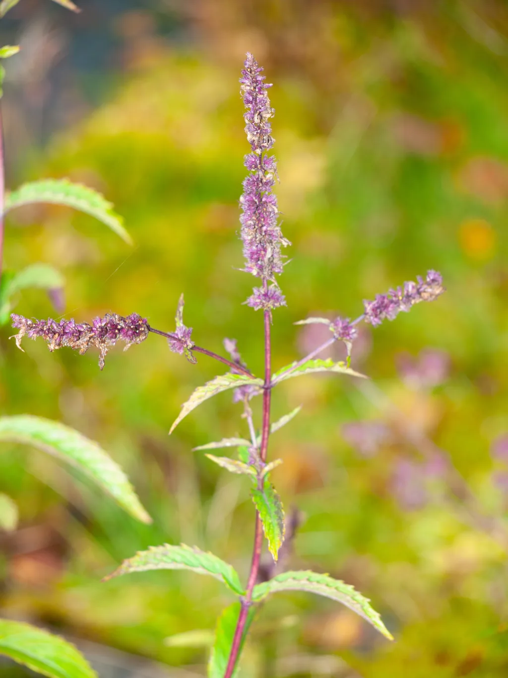 Grønnmynte inneholder spearmint olje. Foto: Susanne Friis Pedersen