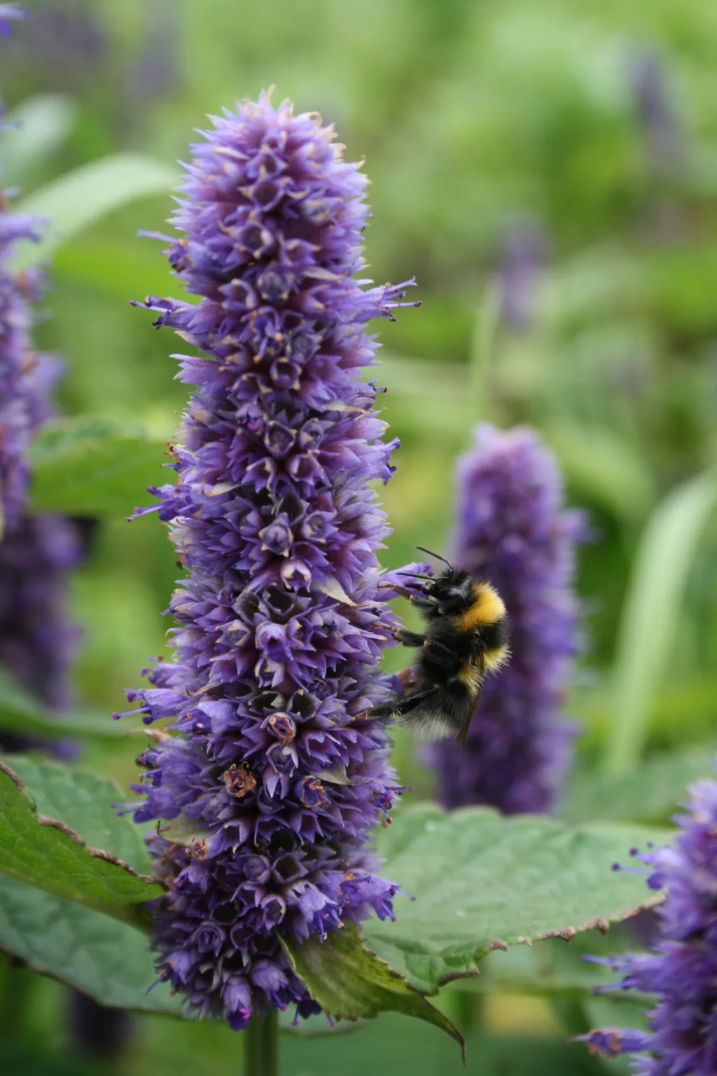Indianermynte er attraktiv for pollinerende insekter. Foto: Hanne Iren Dahlen