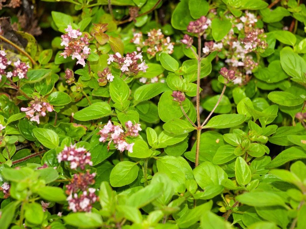 Bergmynte er vinterherdig til klimasone 7. Foto: Susanne Friis Pedersen