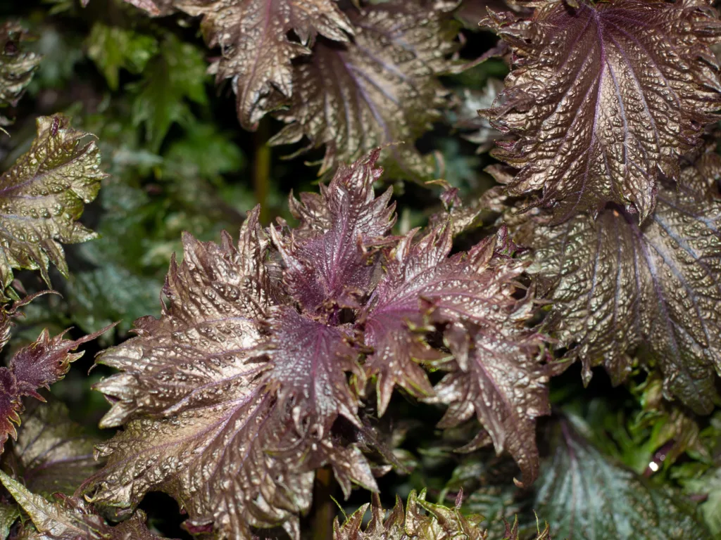 Bladmynte er ettårig under norske forhold. Foto: Susanne Friis Pedersen