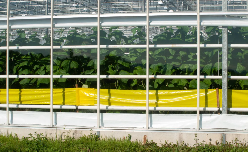 Mer teknologisk avanserte veksthus kan være bygd av glass og konstruert med varmerør. Foto: Susanne Friis Pedersen.