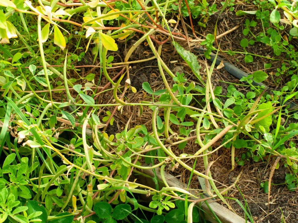 Grønngjødsel er ofte arter i erteblomstfamilien. Her bukkehornkløver. Foto: Susanne Friis Pedersen