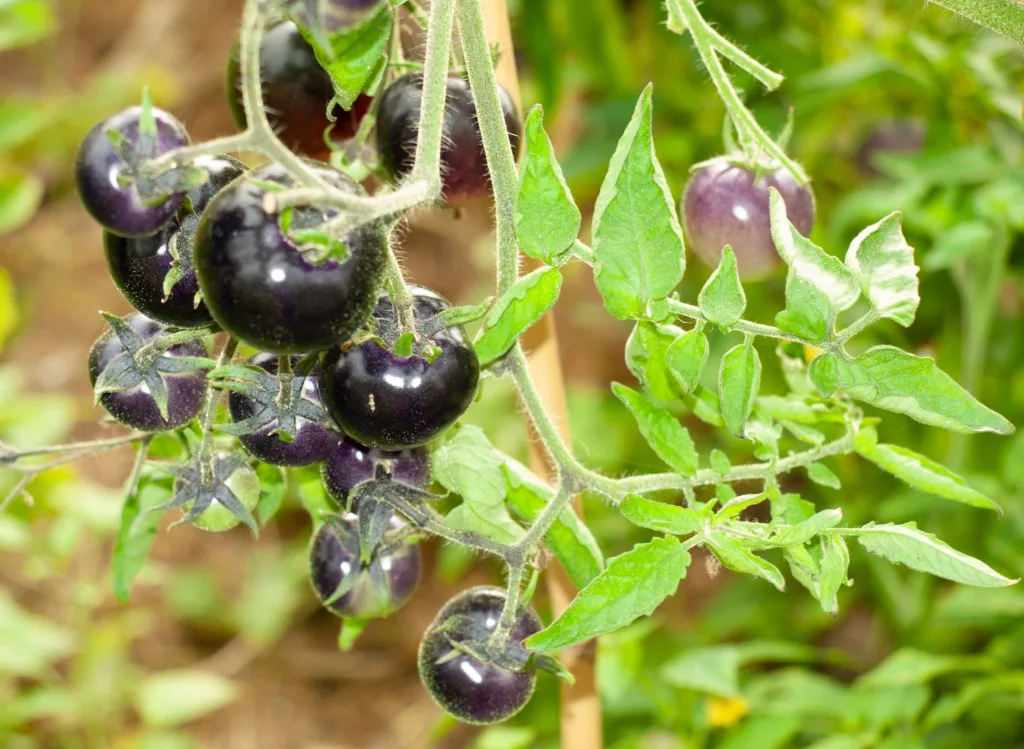 Det kan være behov for å skape interesse rundt nye nisjesorter.  Foto: Susanne Friis Pedersen