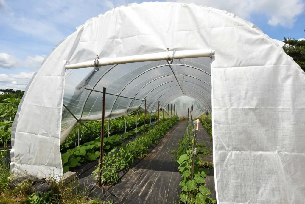 Lavteknologiske veksthus kan være kledd med plast og formet som en tunell. Foto: Susanne Friis Pedersen