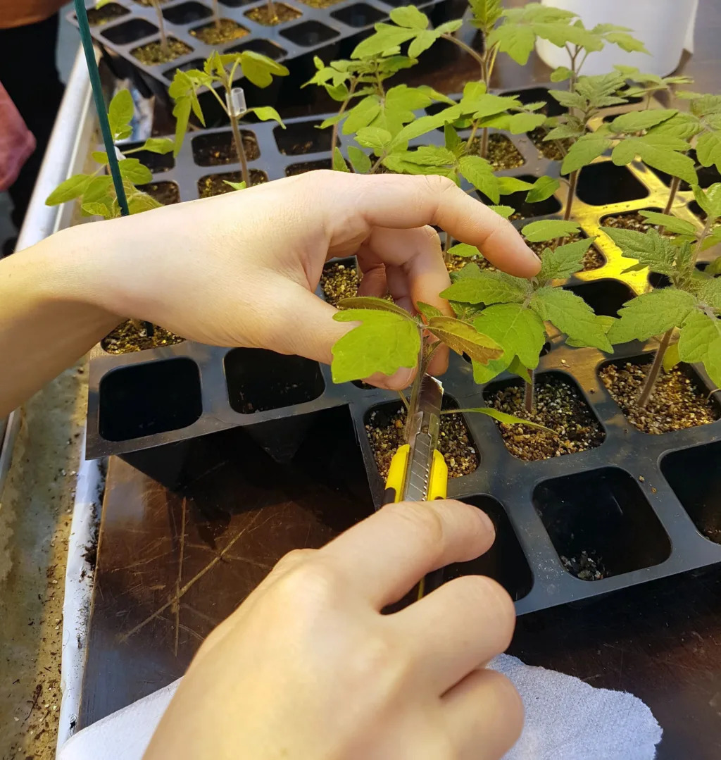 Tomatplanten snittes minst 1 cm over rotfestet. Gjerne rett under bladsettet med et 90 graders rett snitt. Foto: Monica Gjesdal Larsen.