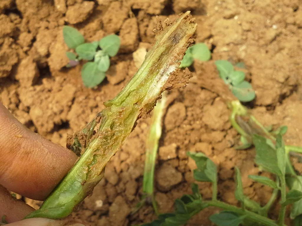 JORDBÅREN SYKDOM: Fusarium er en soppsykdom som starter i rota. Derfra infiserer den karsystemet i planten, som råtner nedenfra og opp.