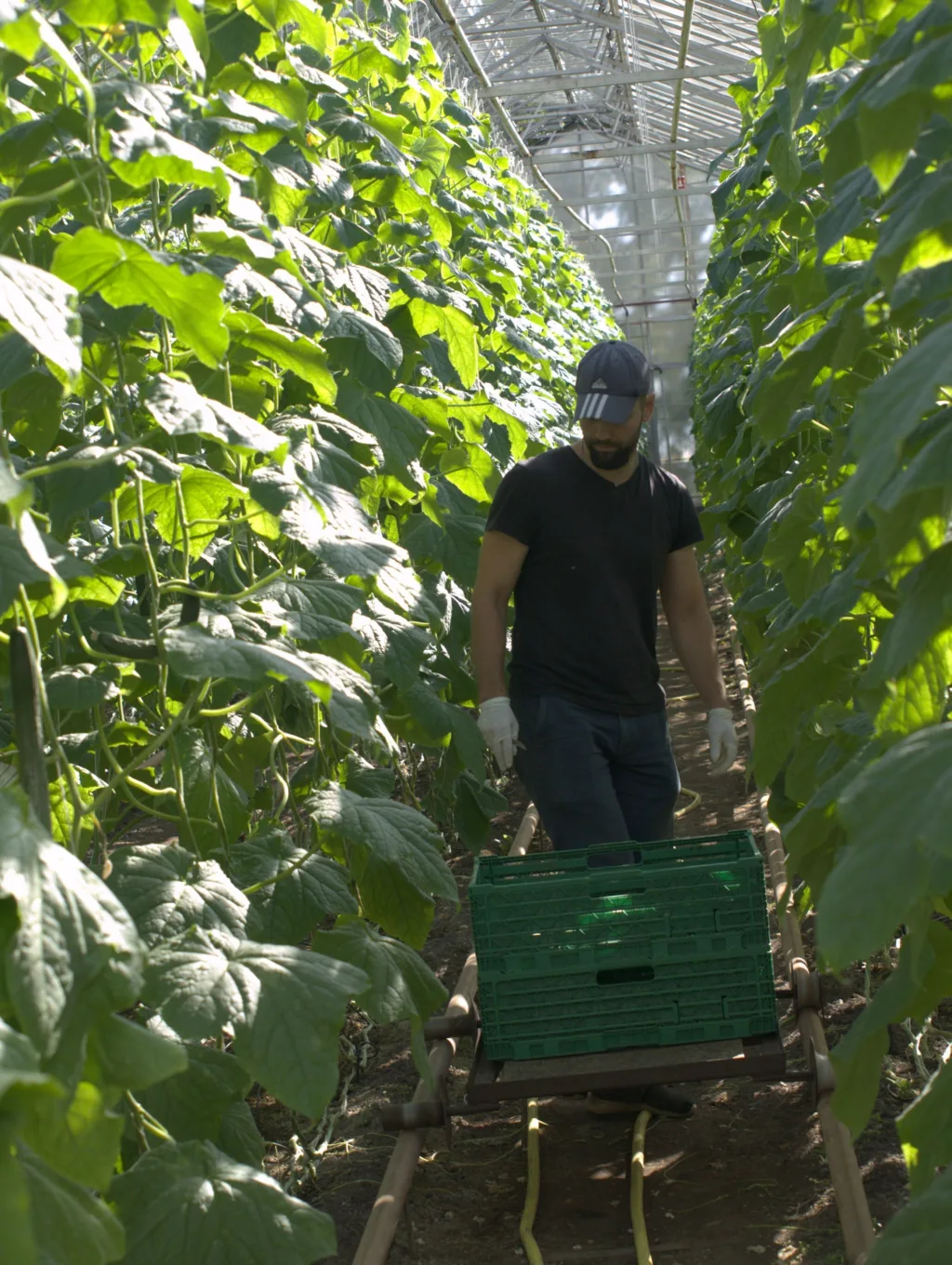Agurkplanter i god vekst. Foto: Susanne Friis Pedersen