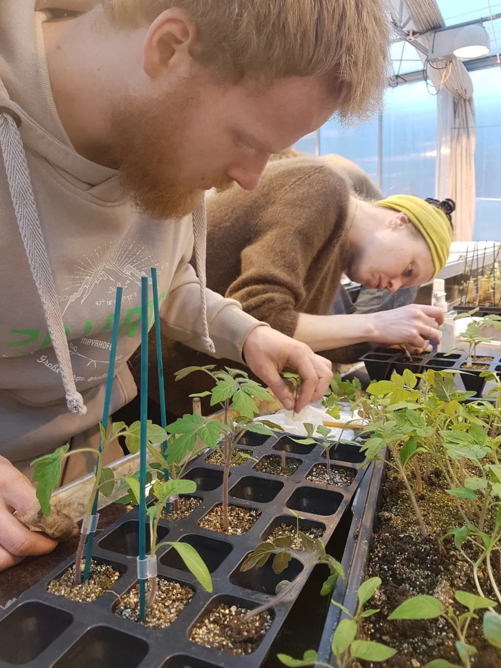 Martin og Karen med ferdigpodete tomatplanter. Foto Monica Gjesdal Larsen