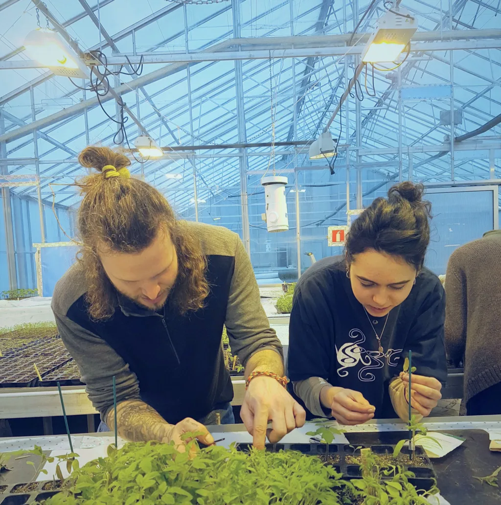 FINGERFERDIGHET: En dyktig poder klarer å preparere 150-250 tomatplanter i timen. Foto: Monica Gjesdal Larsen.