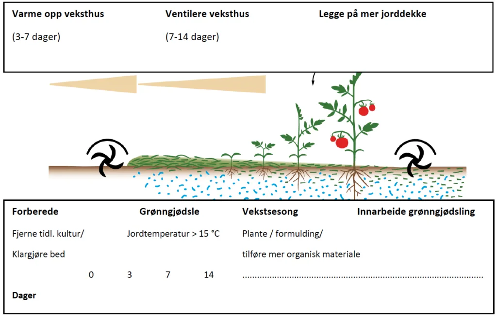 Skjematisk oversikt med utlegging av grønngjødsel 14 dager før utplanting. Etter Hauenstein i Hauenstein m.fl., 2021.