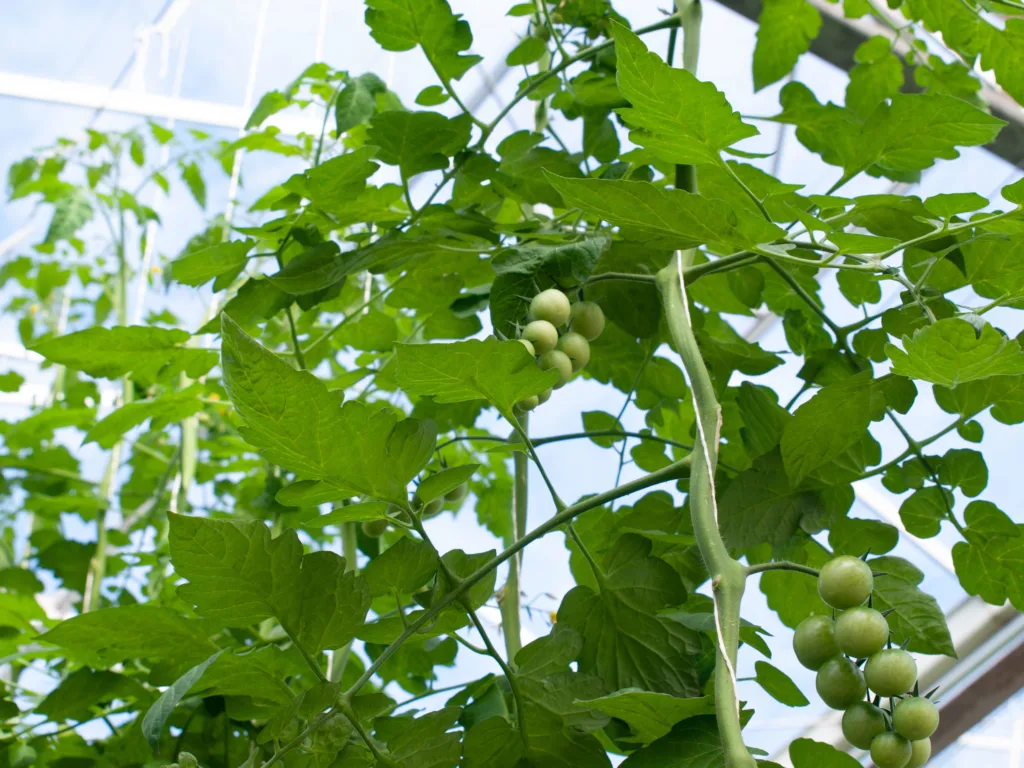 Jordhelse er viktig i økologiske veksthus. NORSØK har utgitt rapporten "Jordforbedring i økologisk veksthus - Bedre jordhelse og plantevern".