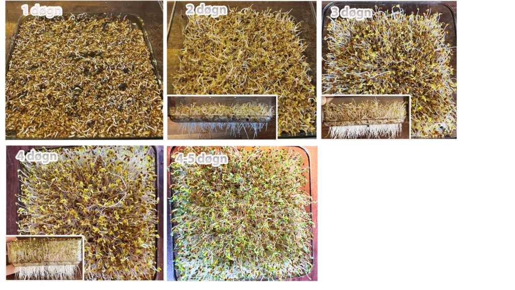 Alfalfaspirer fra dag til dag. Bilder fra ett døgn etter bløtlegging til høsteklare spirer. Foto: Anniken Fure Stensrud