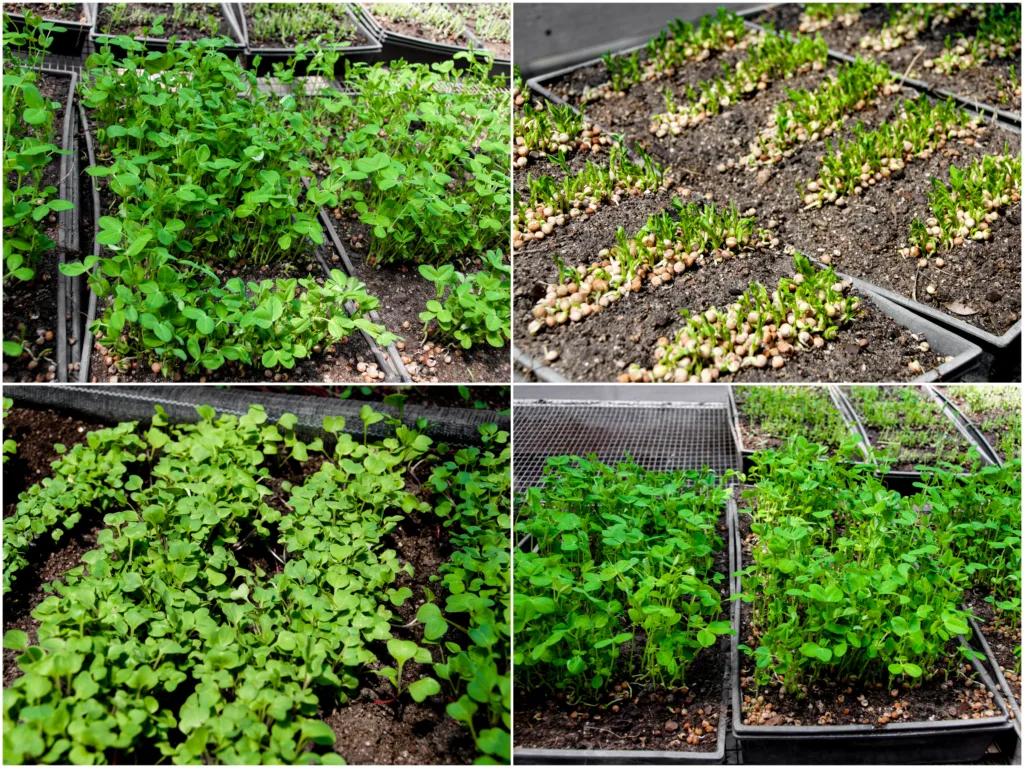 Spirer som dyrkes på jord eller annet medium kalles mikrogrønt og kan dyrkes over lengre tidsrom. Foto: Brenda Benoît Dudley CC BY-NC-SA 2.0