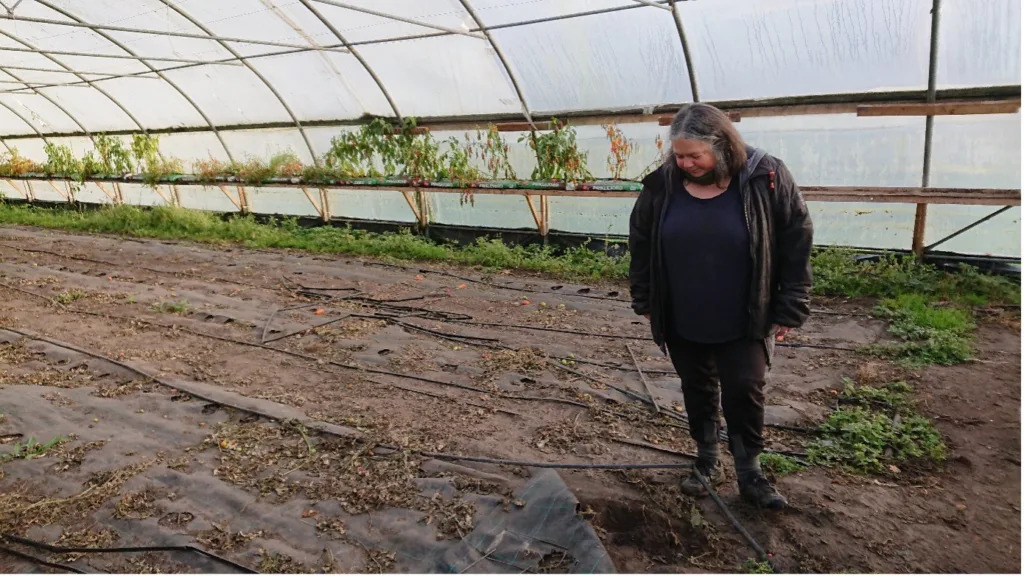 -Det er viktig å kunne «stå i det» og veksthusdriften er en del av større grønnsaksproduksjon, hvor mye foregår på friland, understreker fagansvarlig gartner  Mar van der List ved Svanholm gods.. Foto: Susanne Friis Pedersen