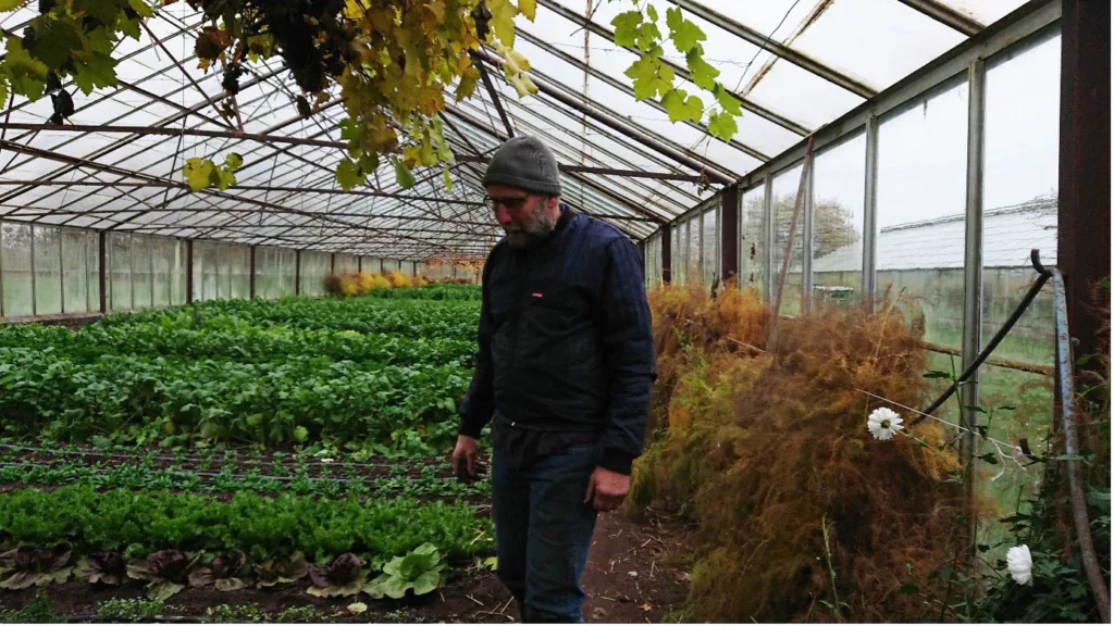 Endrik Maat ved Gartneriet Rødmose har feiret 40 års-jubileum med salgsbod 51 lørdager året rundt på det lokale torget. -Mye er mulig selv på vinterstid i et uoppvarmet veksthus - for eksempel reddik og spinat som vokser bra og er etterspurt, sier han. Foto: Susanne Friis Pedersen