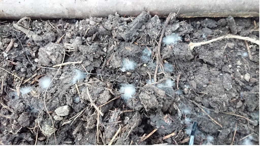 -Det er viktig med diversitet av sopp og bakterier - ikke noe å være redd for. Når jorda i drivhusene er fornyet blir det etter hvert et hvitt belegg på toppen som viser biologisk aktivitet. Økologisk dyrking tilstreber det motsatte av sterilitet, understreker Martin Petersen. Foto: Susanne Friis Pedersen