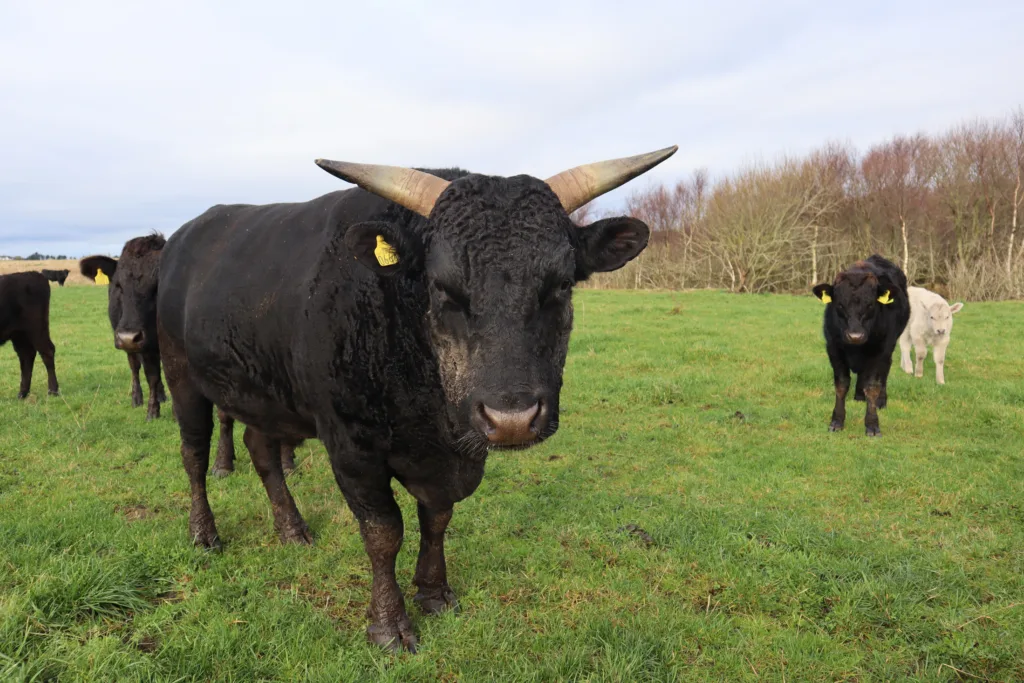 EKSKLUSIV OG ØKOLOGISK: Et møte med oksen Hattori Hanso på beite midt i november.