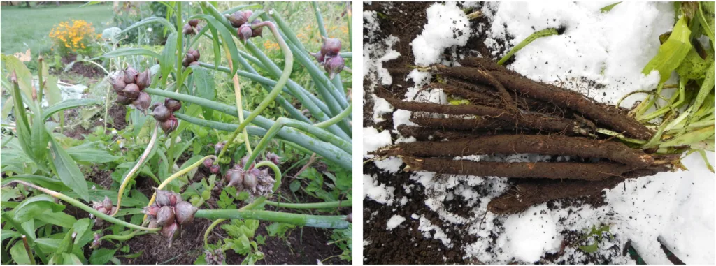 Toppløk og svartrot. Foto: Kirsty McKinnon Toppløk og svartrot. Foto: Kirsty McKinnon
