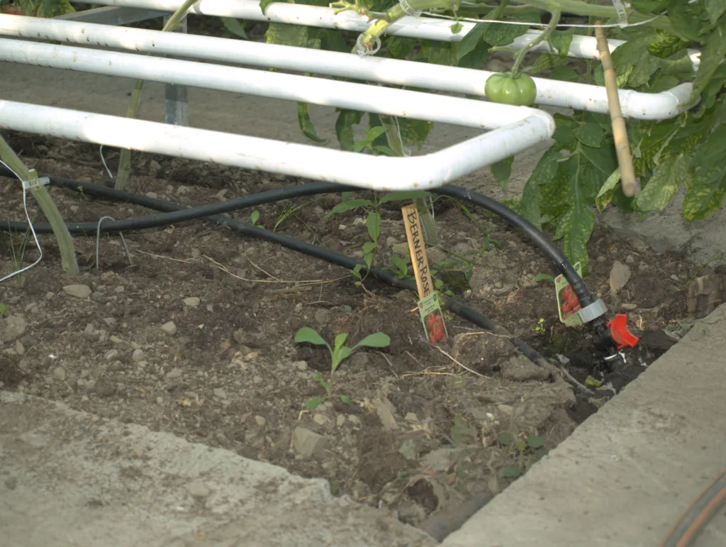 . Røyropplegg for sirkulasjon av oppvarmingsvatn kan bli verande i den  grad desse ikkje er i vegen. Det same gjeld naturlegvis vatningsutstyr