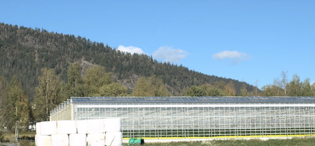 Takkonstruksjon med langsgåande gitterbjelkar og fleire toppar etter kvarandre.