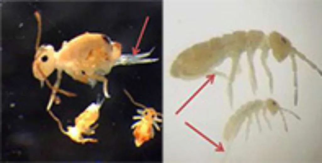 Til høyre Isotomurus graminis (2,5-3 mm) er en  vanlig art i norsk jordbruksjord. Øverst et oksent eksemplar med hoppegaffelen (pil) foldet inn under bakkroppen, nederst et juvenilt eksemplar med hoppegaffelen utstrakt. Til venstre øverst et eksemplar av  Dicyrtomina minuta (lengde 2,5 mm, legg merke til den todelte hoppegaffelen), under to eksemplarer av Deuterosminthurus sp. (lengde 1,0 mm). Disse artene er vanlig i strø  og vegetasjon i skog og myr.