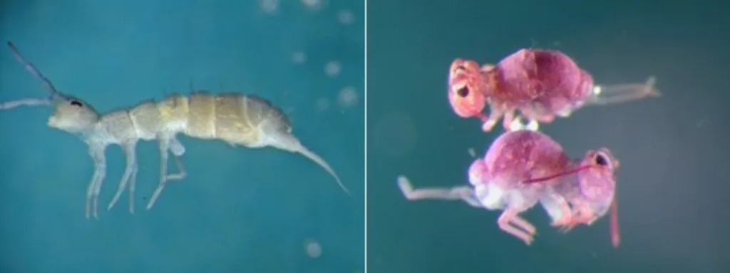 Spretthaler deles i to underklasser etter kroppsfasong. Til venstre en typisk leddspretthale, Entomobryomorpha,  med en langstrakt og tydelig leddelt kropp som minner om en reke. Til høyre to typisk kulespretthaler, Symphyleona, som likner små kaniner.