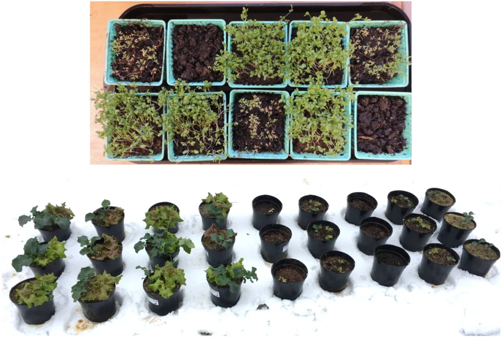 Spiretest med karse og dyrkingsforsøk med salat og brokkoli