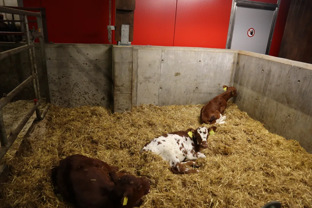 Kalvene går sammen med en ammetante i 3 mnd. før avvenning. I denne perioden har de tilgang til eget kvileområde med halm. Foto: Rose Bergslid