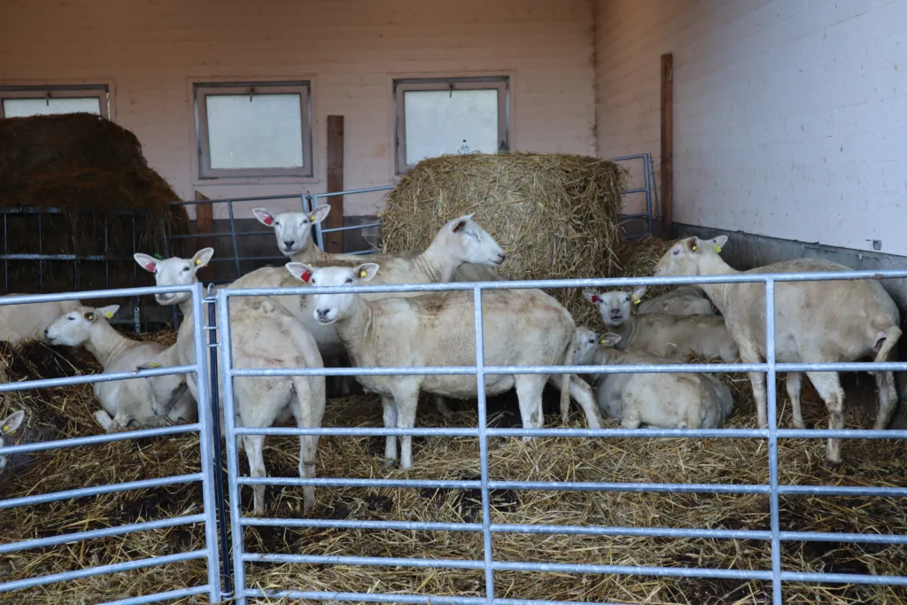 Et påbygg for halmtalle i enden av fjøset brukes til å gi resten av dyra tilgang til tett liggeareal.