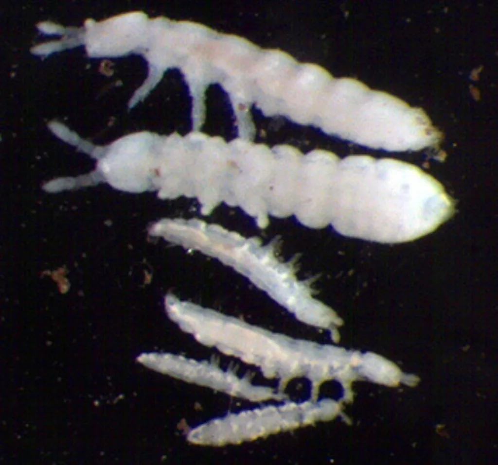 Disse tre artene av hvite spretthaler mangler hoppegaffel, har korte antenner, mangler øyne og lever nede i selve jorda. De er funnet i jord under kløvereng på Tingvoll gard, Nordmøre. De to øverste er Protaphorura armata (lengde 1,8 mm), de to i midten er Stenaphorura lubbocki (lengde 1,0 mm) og de to nederste er Mesaphorura macrochaeta (lengde 0,7 mm). Navnet «aphorura» betyr «uten hale».