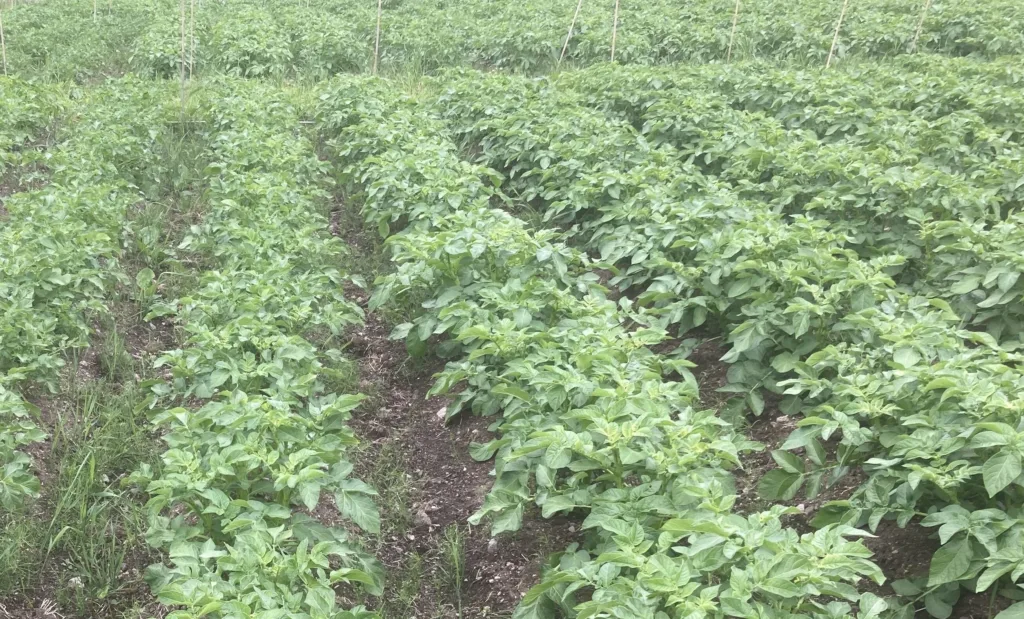 Det er allerede fem nye NGT-1-potetsorter klare i Danmark.