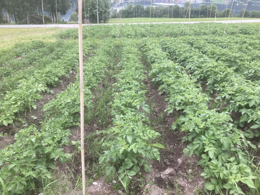 Potetfeltet 23.juni. Foto: Anne-Kristin Løes Potetfeltet 23.juni. Foto: Anne-Kristin Løes