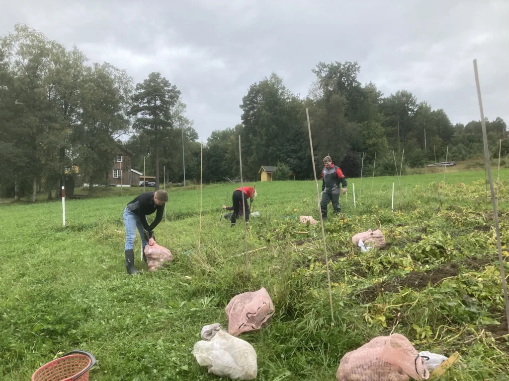 Potetdyrking krever mye jordarbeiding, noe som tærer på moldinnholdet i jorda. Foto: Anne-Kristin Løes