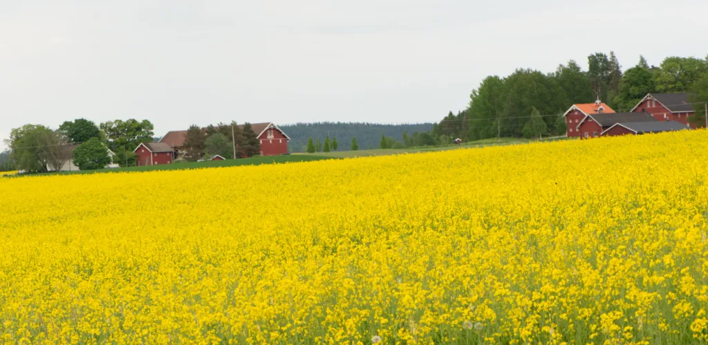 Bjørnstad gård ligger i Rakkestad i Østfold. Foto: Steffen Adler